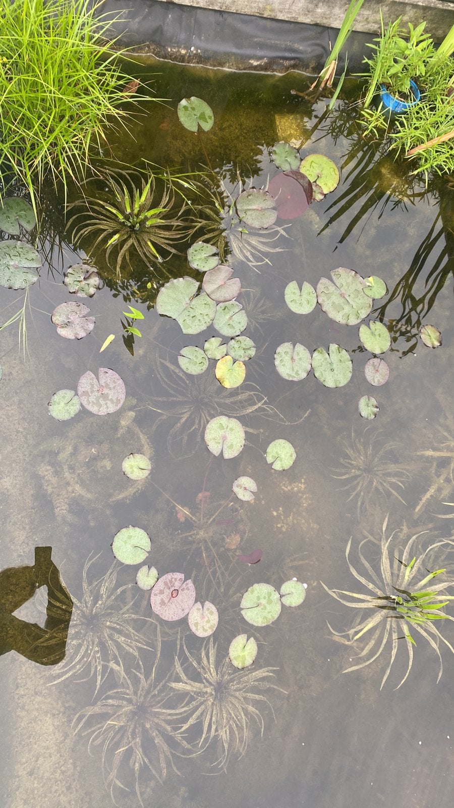 Mooie waterlelie voor in de vijver - Groeit snel!, Ophalen, Nieuw