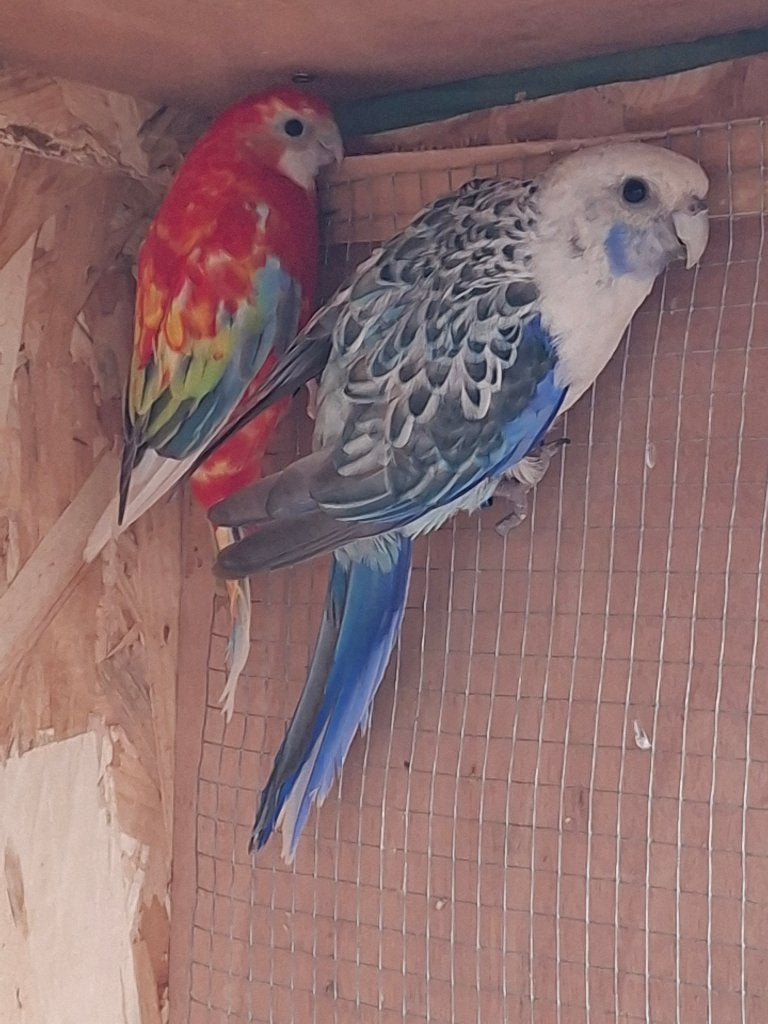 Koppel rosella, Dieren en Toebehoren, Vogels | Parkieten en Papegaaien, Meerdere dieren, Parkiet, Geringd