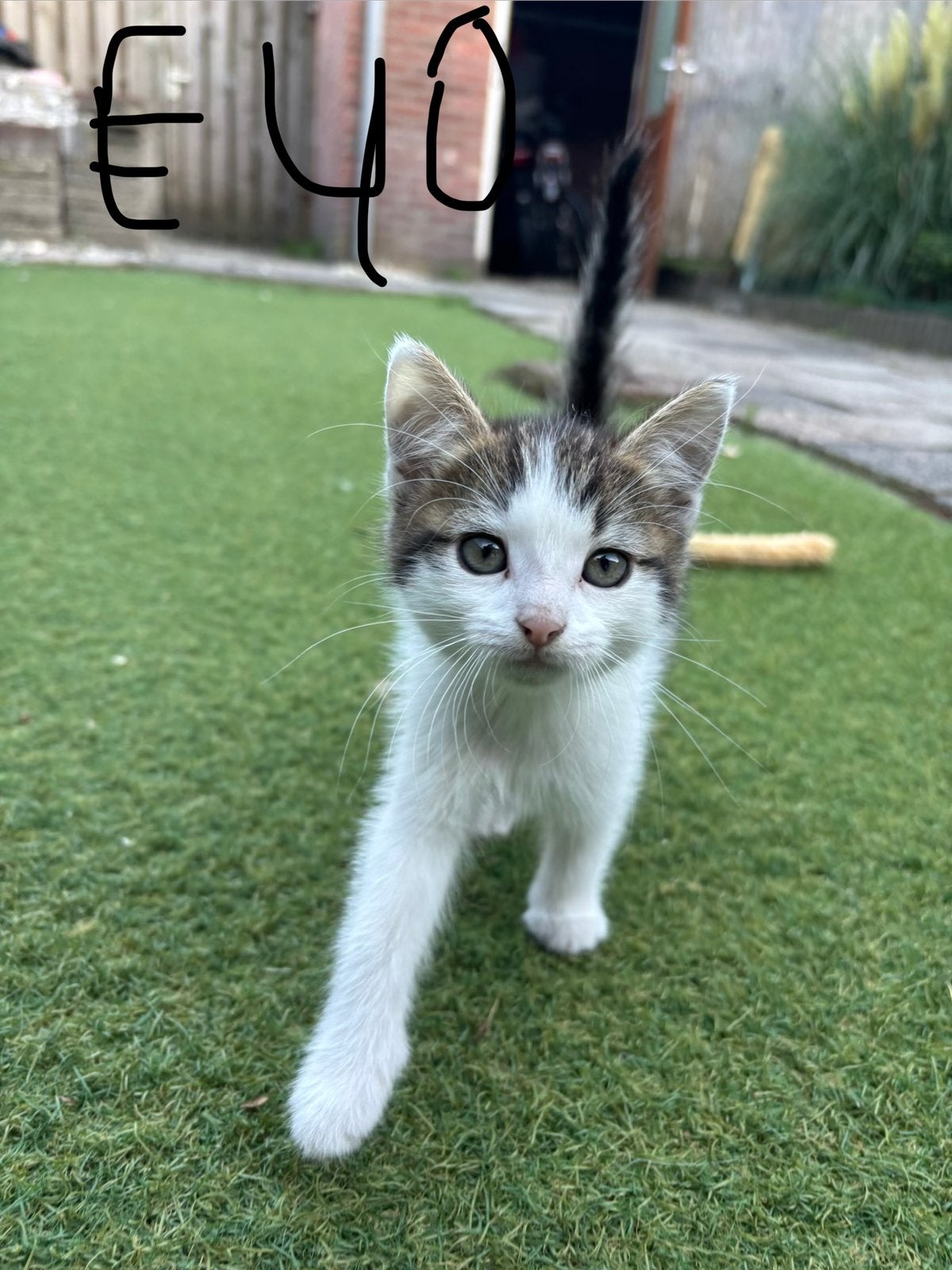 Lieve kat zoek huis, Poes, Kortharig, 0 tot 2 jaar