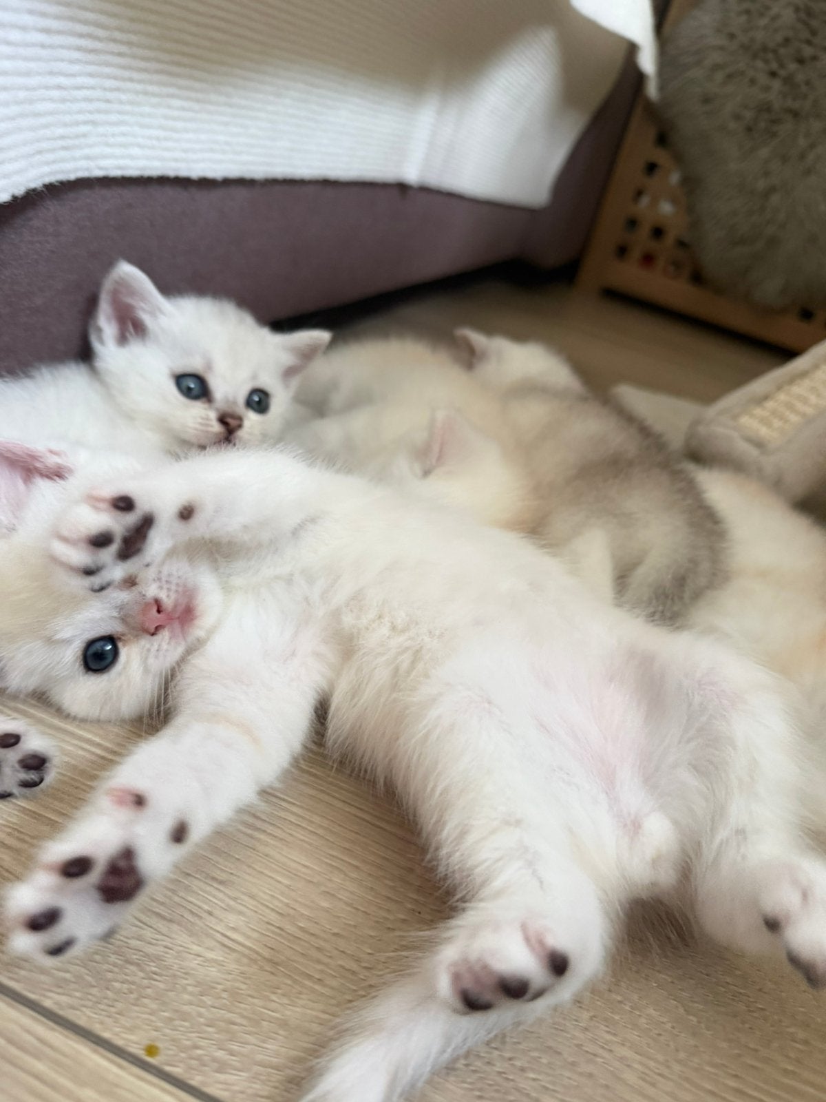 Britse korthaar Kittens, Poes