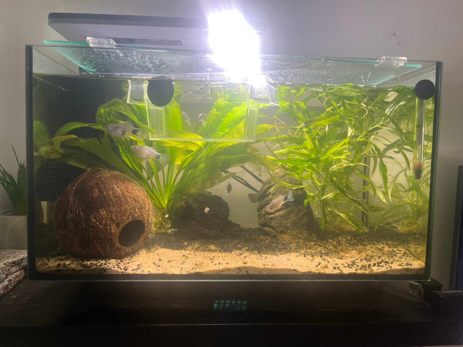 Quadro 40 pro compleet, inclusief inrichting en vissen +baby, Gebruikt, Ophalen of Verzenden, Gevuld zoetwateraquarium, Superfish