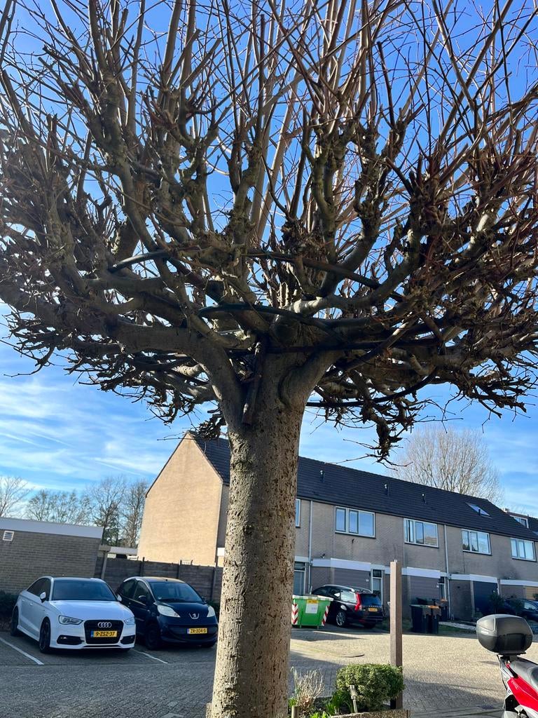 Gratis boom - Bolboom, Lente, 250 tot 400 cm, Ophalen, Volle zon