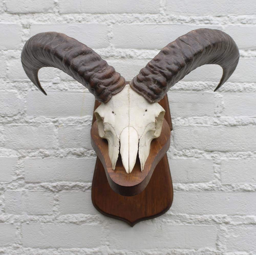 Schedel MOEFLON RAM op solide dubbel houten schild (ref. B), Ophalen of Verzenden, Gebruikt, Wild dier, Schedel