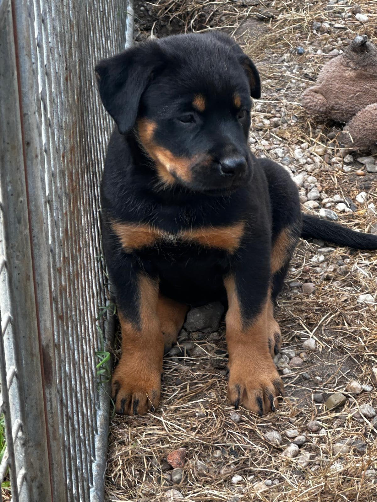 Lieve Rottweiler × Mechelse/Hollandse herder pups, 8 tot 15 weken, Meerdere, Meerdere dieren, Nederland