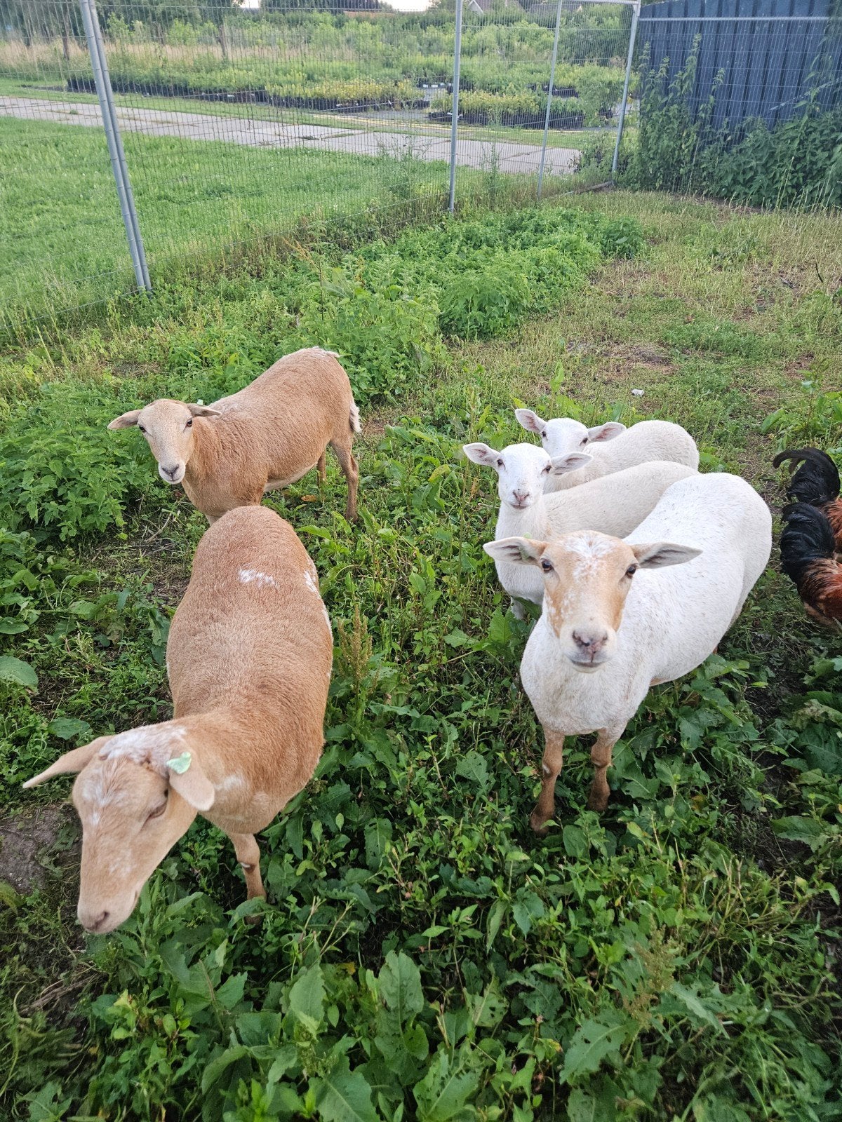 Mooie nolana ooi lammeren en of ooien, Dieren en Toebehoren, Schapen, Geiten en Varkens, Vrouwelijk, Schaap