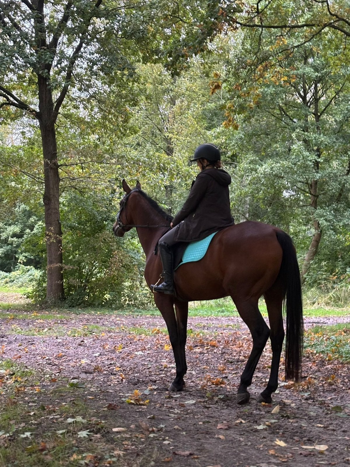 Ivyblue – lieve Engelse Volbloed merrie, Merrie, Niet van toepassing, 7 tot 10 jaar, Recreatiepaard