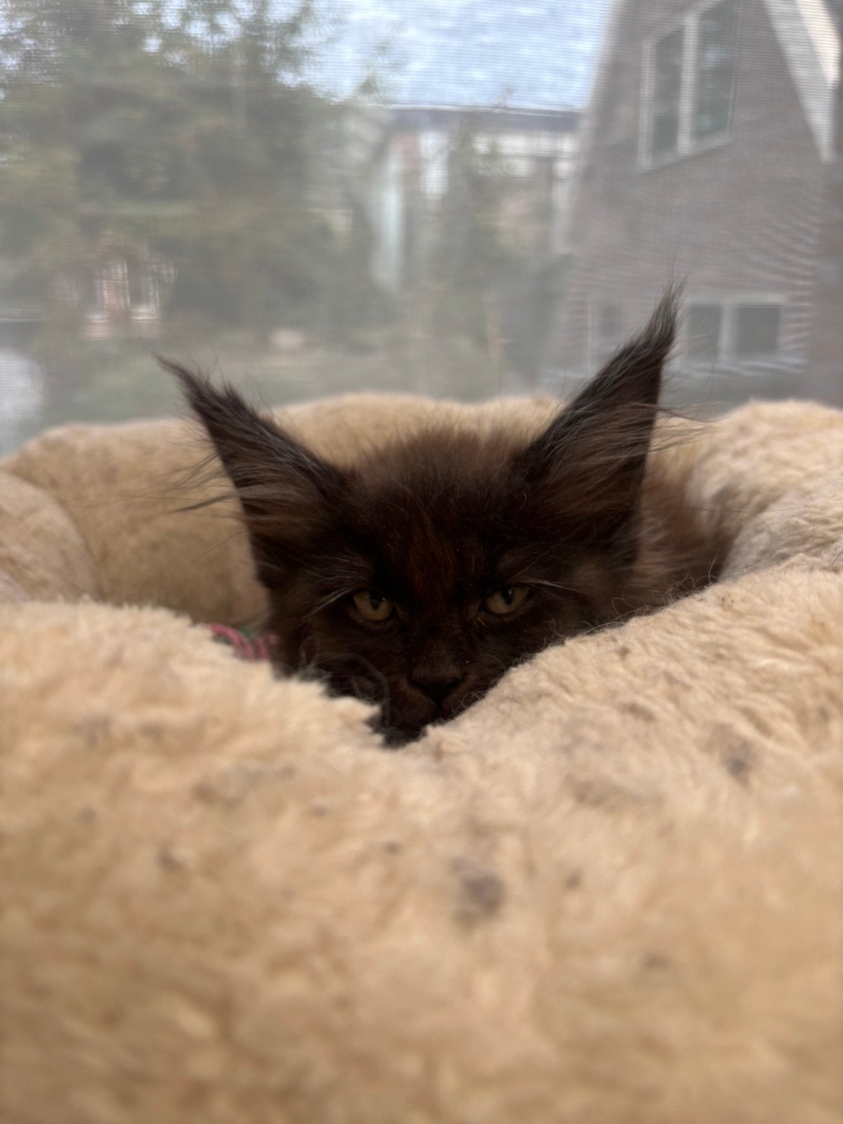 Maine coon kittens, Meerdere dieren, Gechipt, 0 tot 2 jaar