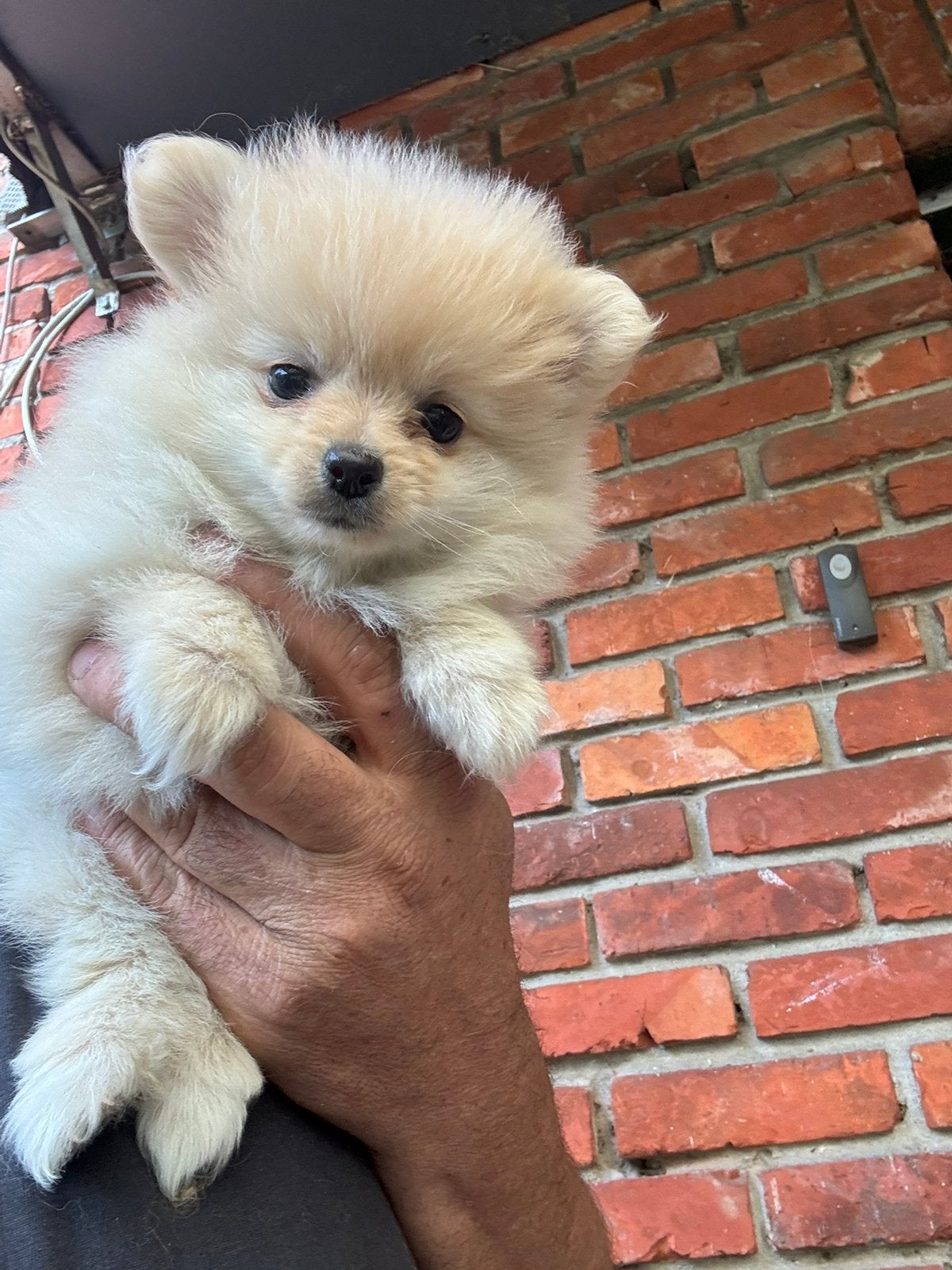 Pomeriaan x keeshond, Dieren en Toebehoren, Honden | Poolhonden, Keeshonden en Oertypen, België, Particulier, Keeshond, 15 weken tot 1 jaar