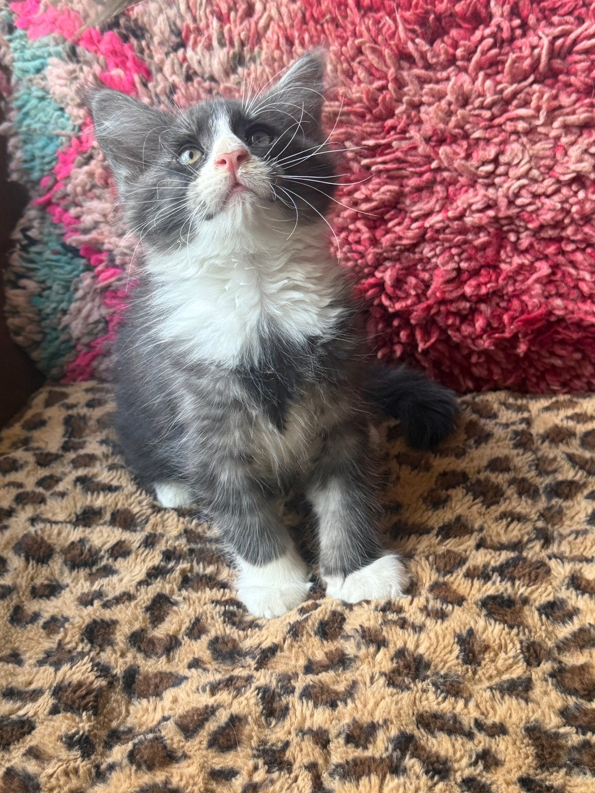 Drie prachtige Maine Coon-katers zoeken een fijn thuis, Dieren en Toebehoren, Katten en Kittens | Raskatten | Langhaar, Kater