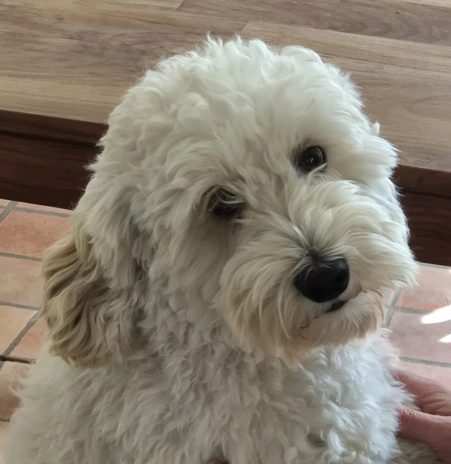 Dekreu mini/medium labradoodle, Dieren en Toebehoren, Reu, 1 tot 2 jaar, Eén hond, Nederland