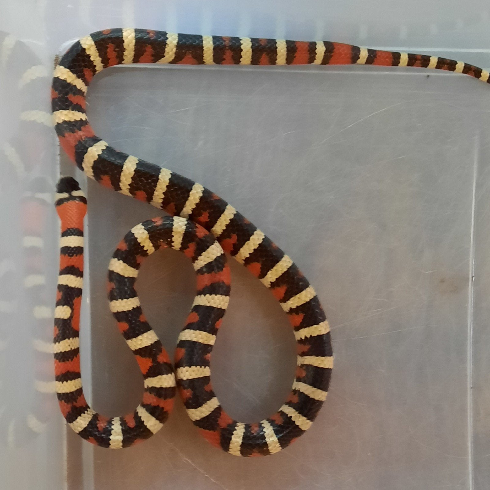 Lampropeltis pyromelana man (Arizona mountain kingsnake), Slang, Met terrarium, 0 tot 2 jaar