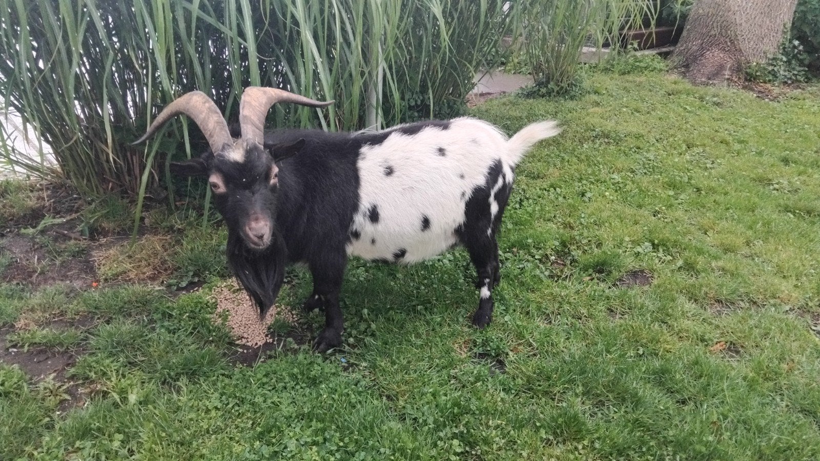 Prachtige dwerggeiten dekbok  bok, Dieren en Toebehoren, Mannelijk, Geit