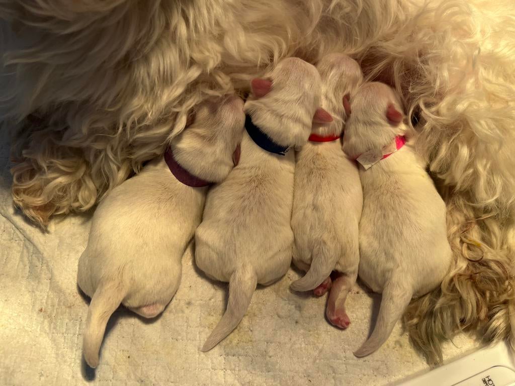 Maltezer pups zoeken een gouden mandje-Beide ouders aanwezig, Parvo, Maltezer, 8 tot 15 weken, Meerdere