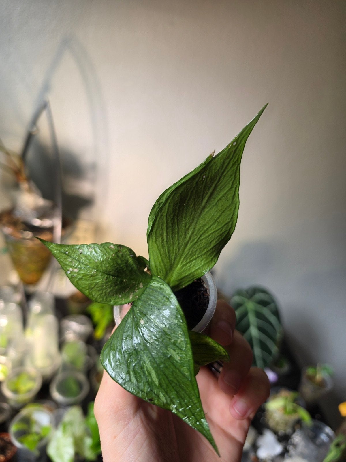 Hoya Polyneura, Huis en Inrichting, Kamerplanten, Ophalen of Verzenden, Halfschaduw, Minder dan 100 cm