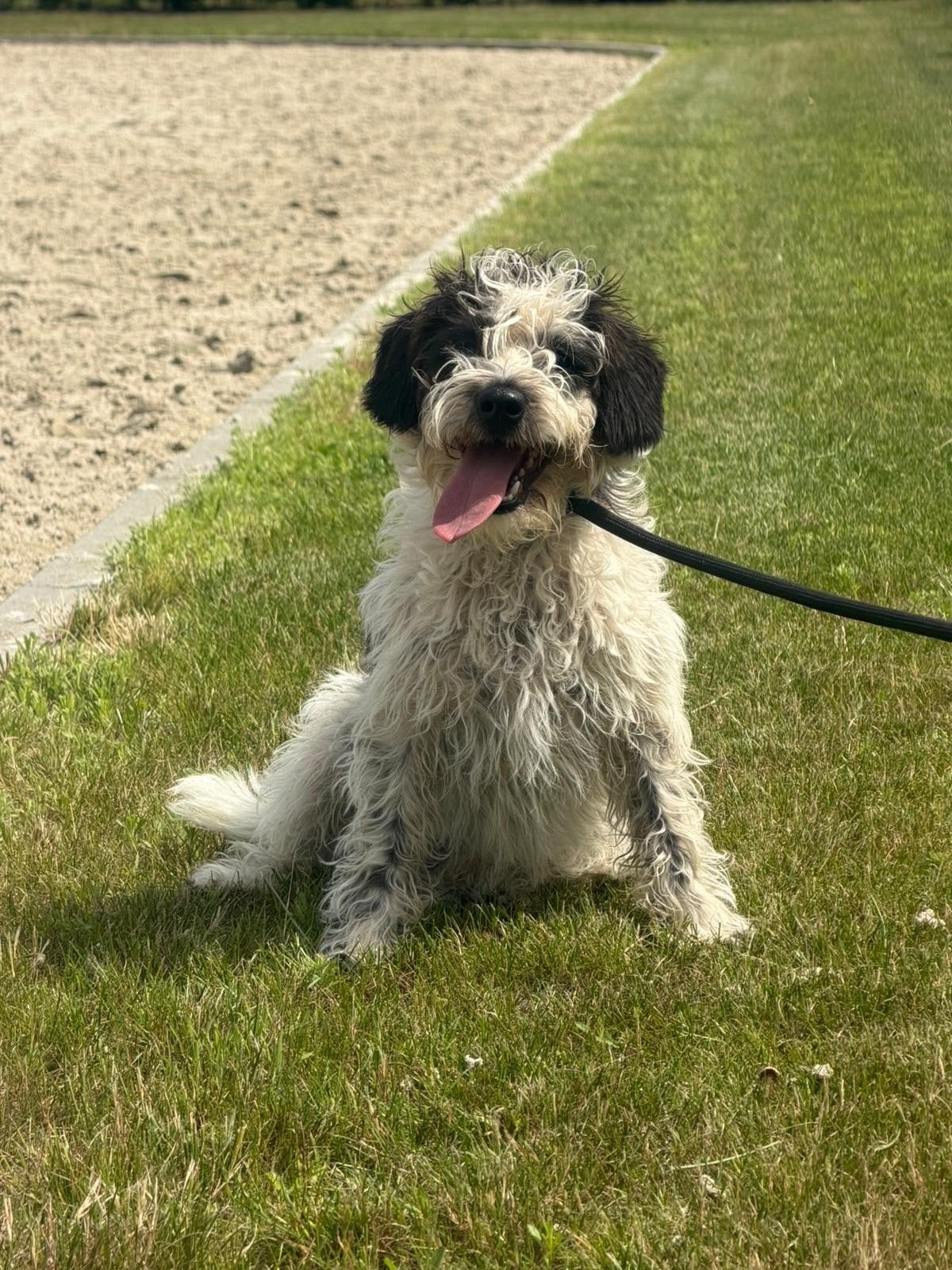 maltipoo reutje, Dieren en Toebehoren, Honden | Niet-rashonden, Nederland, 15 weken tot 1 jaar, Reu, Parvo