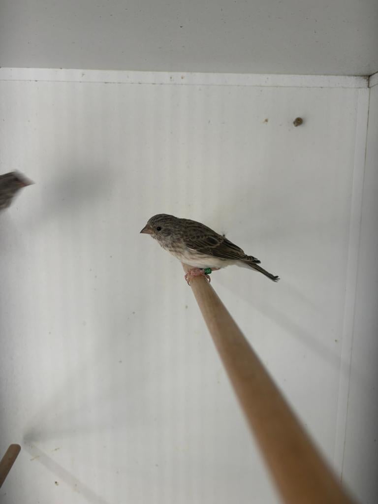 Edelzangers, Meerdere dieren, Geringd