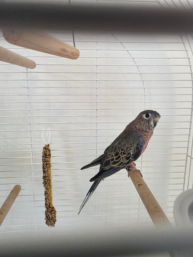 Parkiet (Bourkes), Dieren en Toebehoren, Vogels | Parkieten en Papegaaien, Mannelijk, Parkiet
