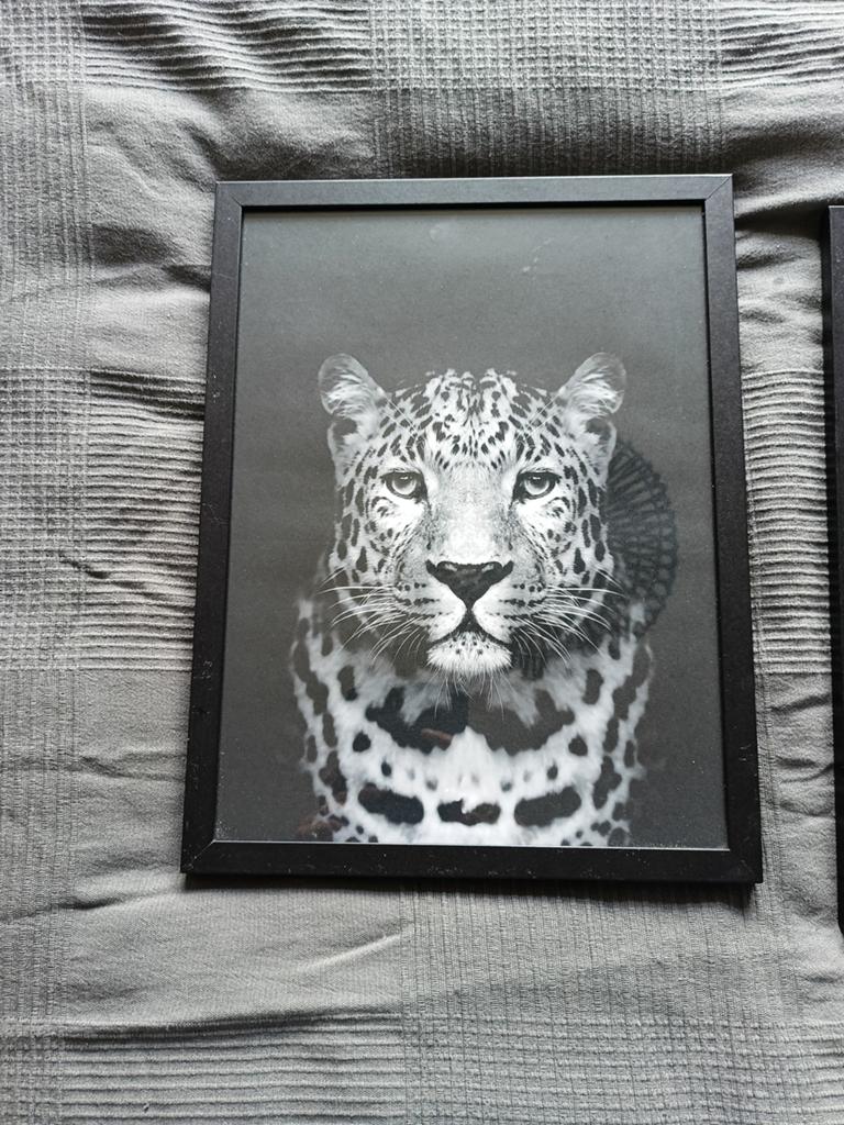 Poster zwart wit met zwarte lijst wilde dieren, Huis en Inrichting, Woonaccessoires | Schilderijen, Tekeningen en Foto's, Ophalen