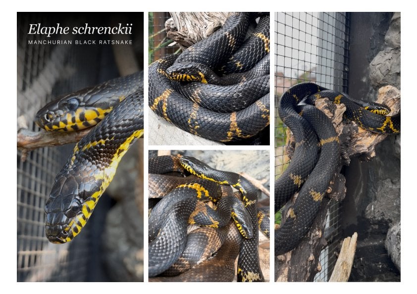 Elaphe schrenckii Rat Snake - unknown for sale from Steven Lenaerts