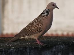 Parelhalsduif (de chinese), Dieren en Toebehoren, Vogels | Duiven, Meerdere dieren, Tortelduif