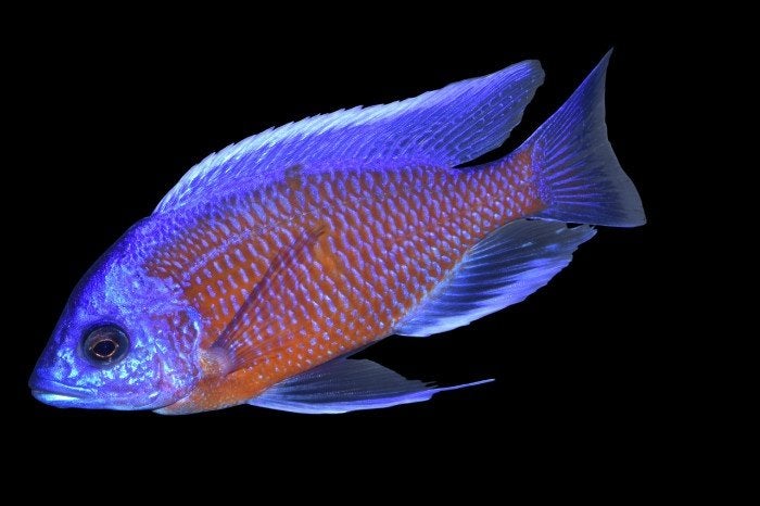 Malawi Cichliden: Copadichromis borleyi Red Kadango, Dieren en Toebehoren, Vis, Zoetwatervis