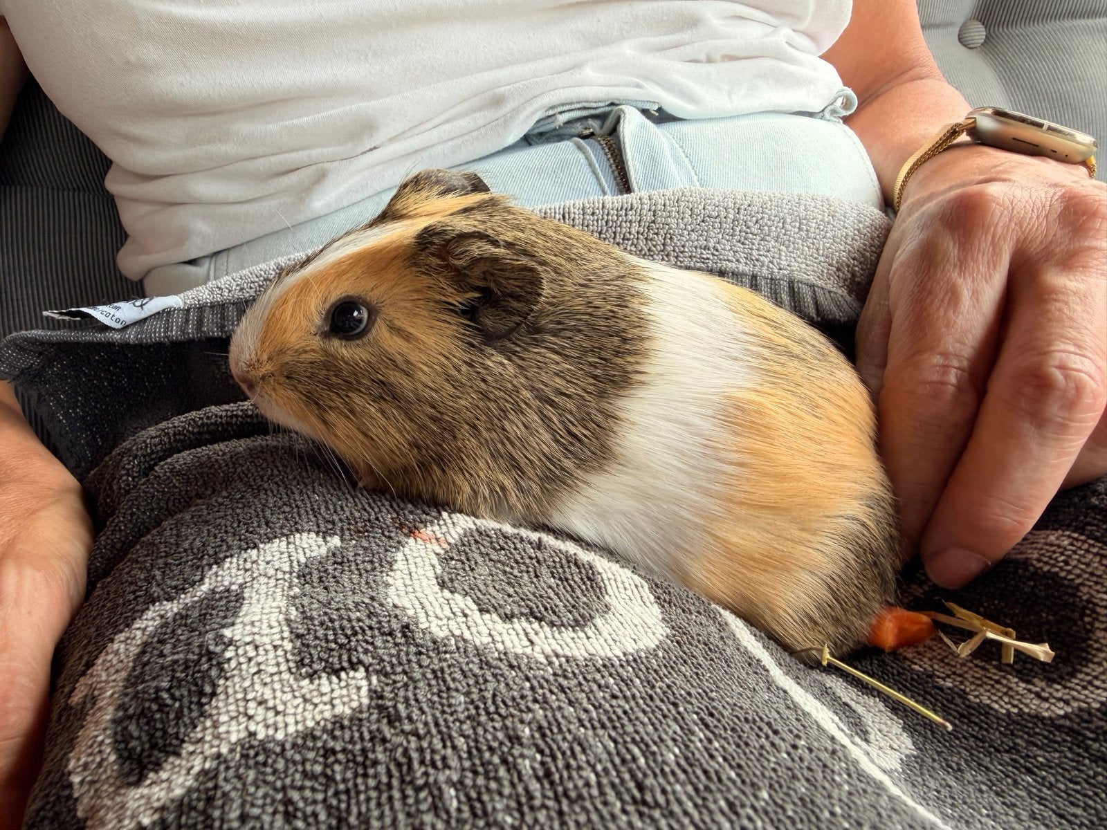 Cavia Beertjes te koop, Cavia, April, Mannelijk, Tam