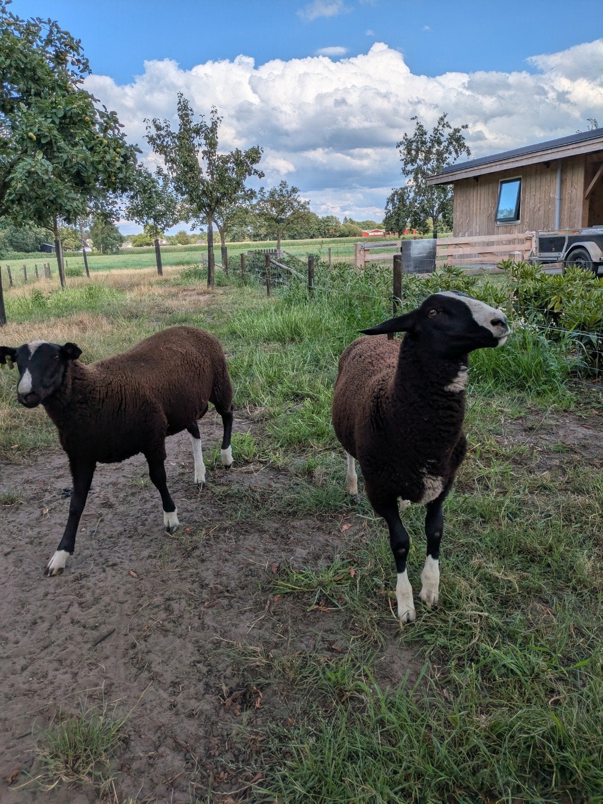 Dekrammen, Dieren en Toebehoren, Schapen, Geiten en Varkens, Mannelijk, Schaap