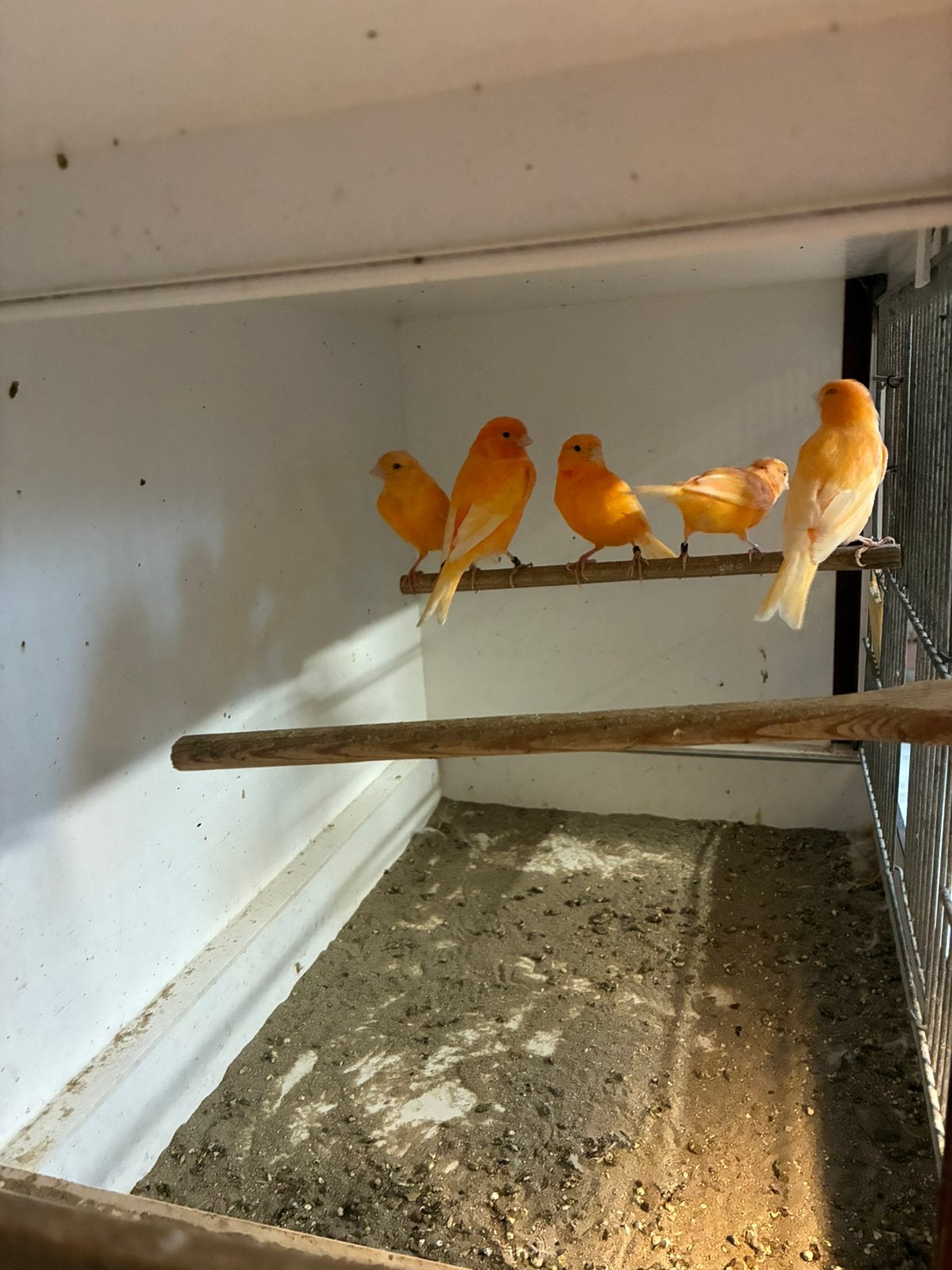 Kanaries rood, Dieren en Toebehoren, Meerdere dieren, Kleurkanarie