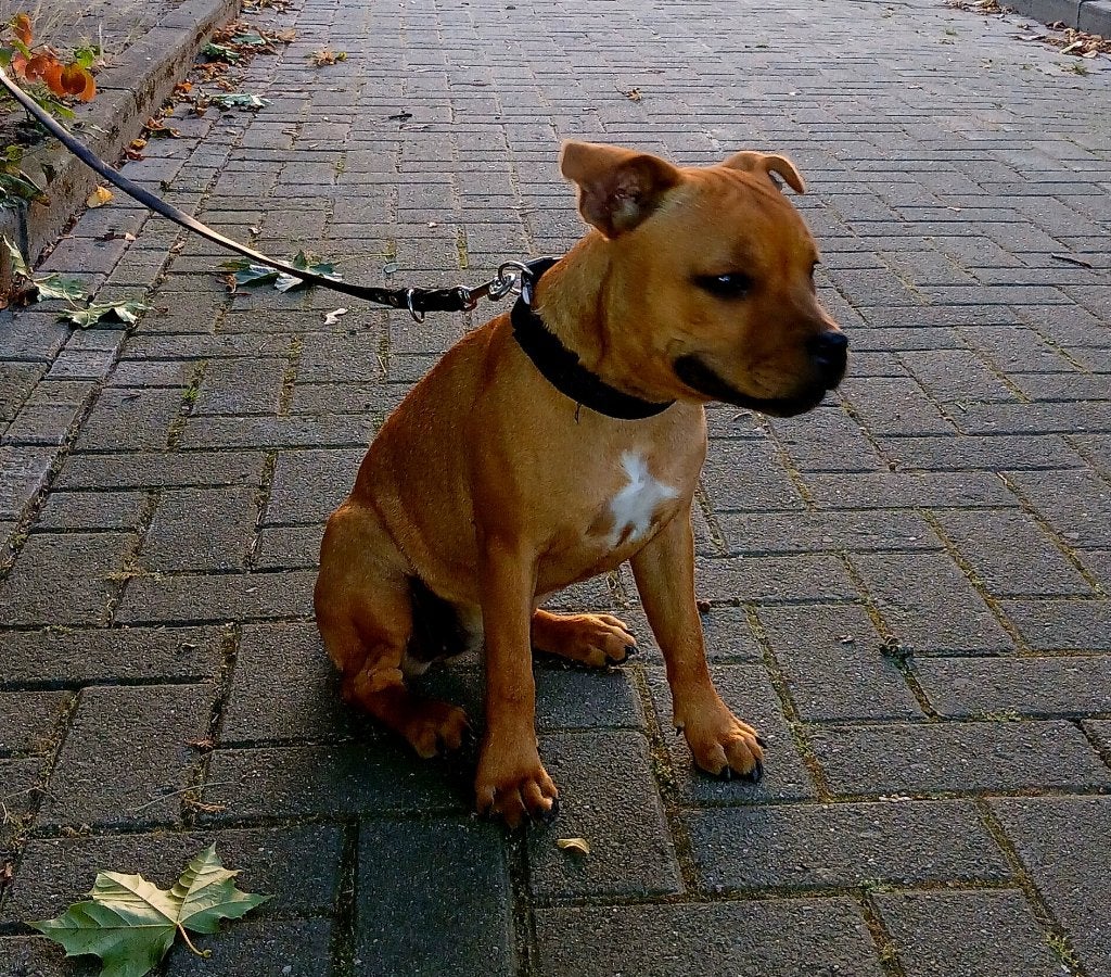 Engelse Stafford Teefje FCI, Particulier, 15 weken tot 1 jaar, Teef, Parvo