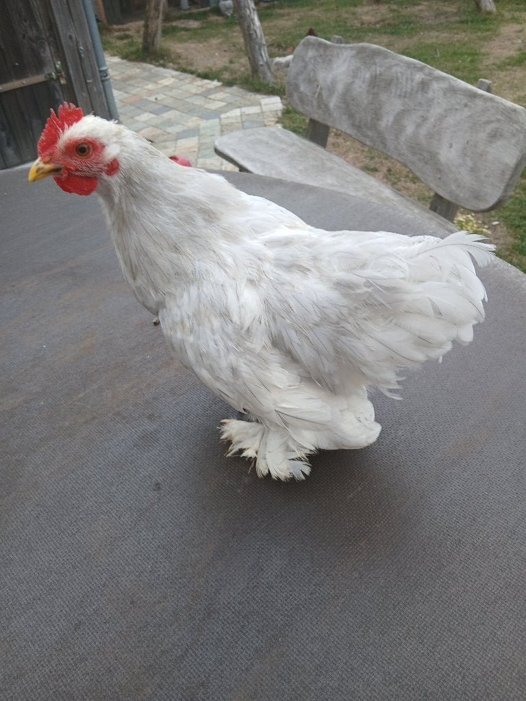 15 weken Tam haantje Cochin, Dieren en Toebehoren, Pluimvee, Mannelijk, Kip