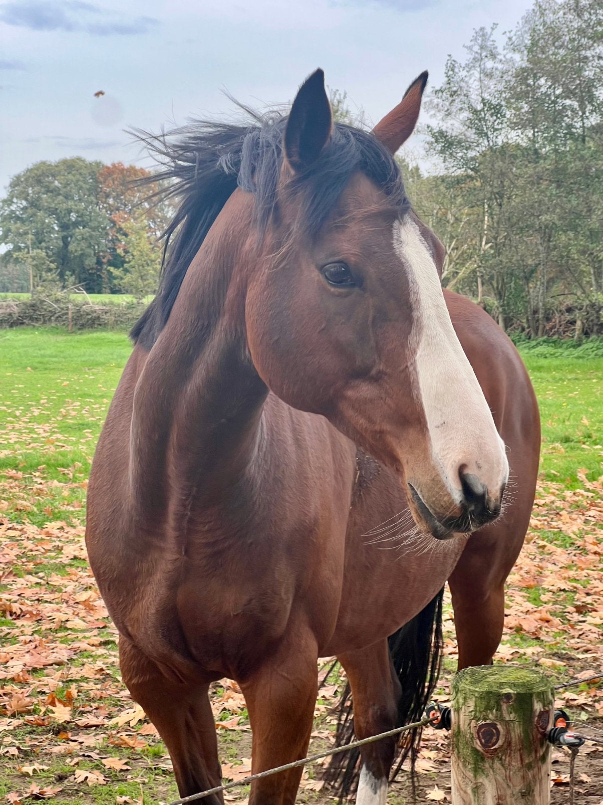 Lieve Volbloed merrie, Dieren en Toebehoren, Paarden, Merrie, B, 11 jaar of ouder, Recreatiepaard