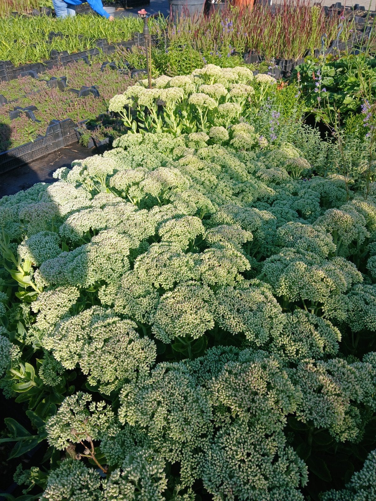 Sedum 'Herbstfreude' P9 - Prachtige najaarsbloeier, Ophalen of Verzenden, Overige soorten, Volle zon
