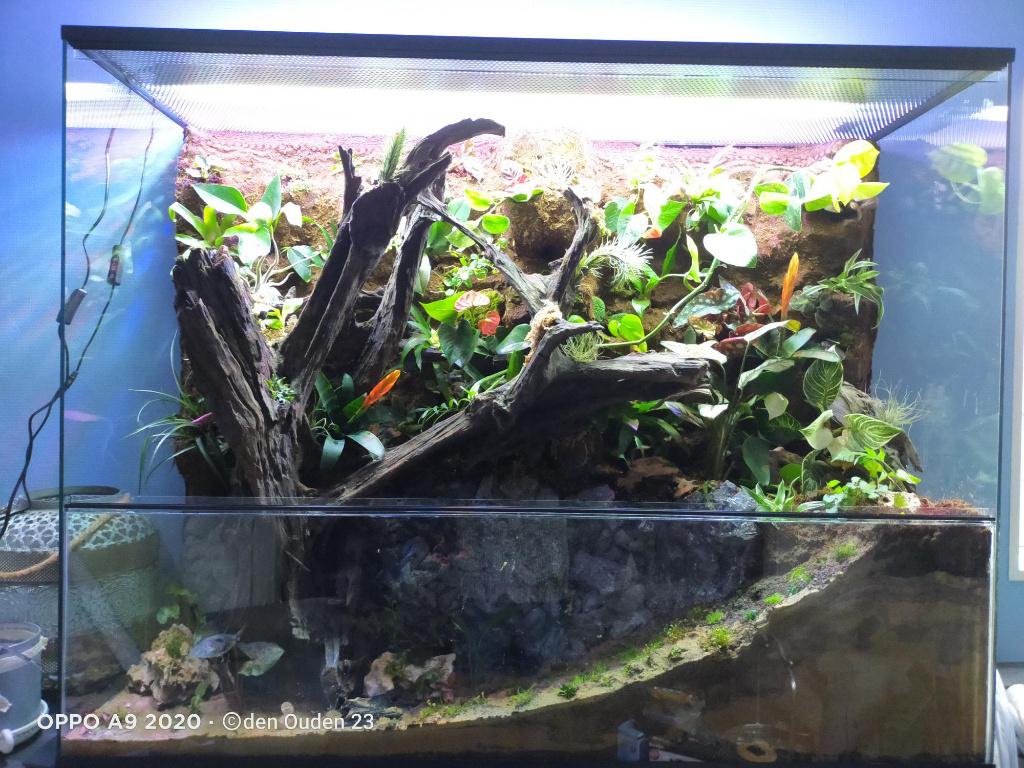 Paludarium terrarium van glas, Dieren en Toebehoren, Ophalen of Verzenden, Nieuw, Terrarium of Paludarium