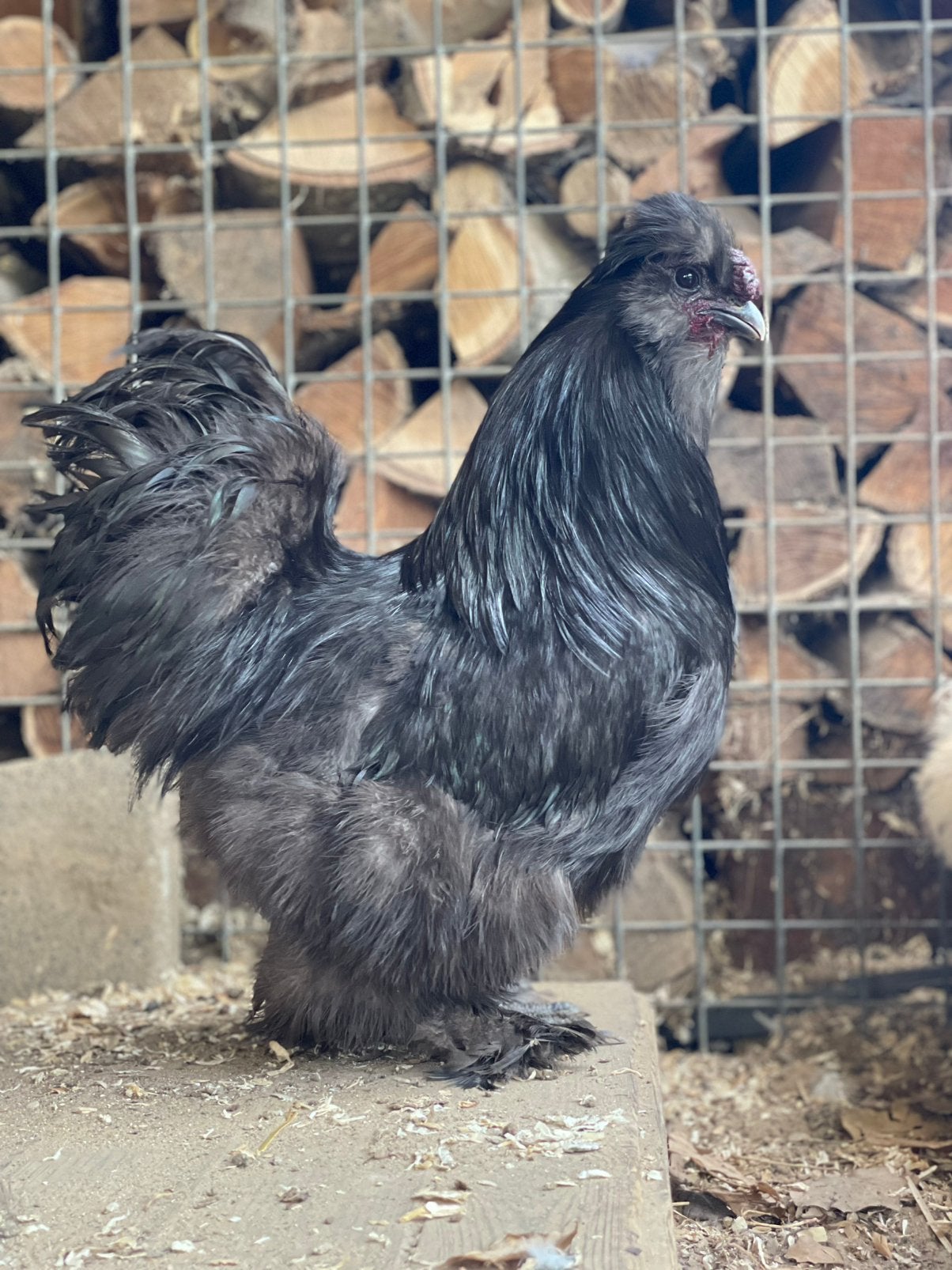 Te koop zijdhoenders fok toom, Meerdere dieren, Kip