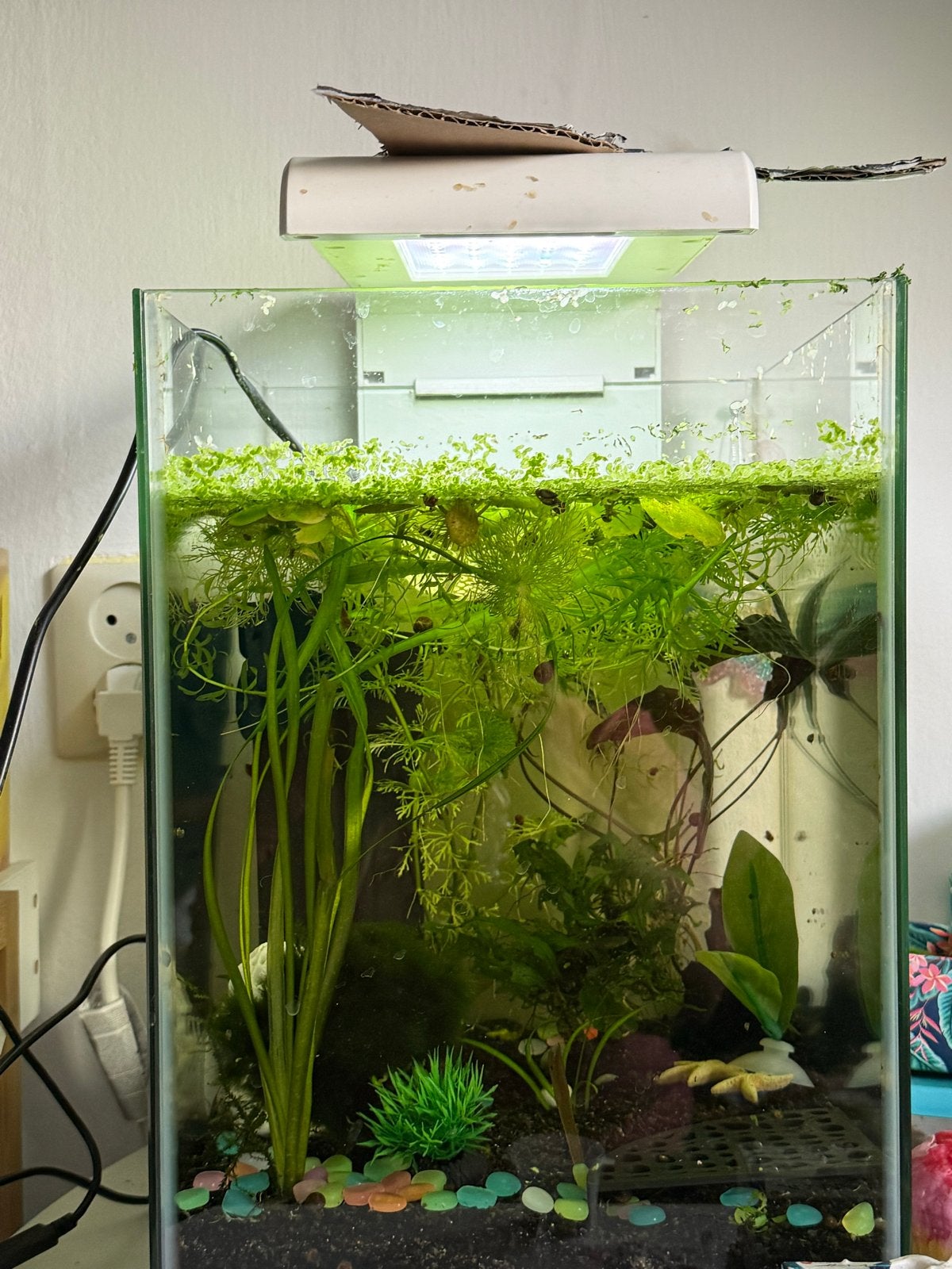 Super Fish home 25xl aquarium, Ophalen