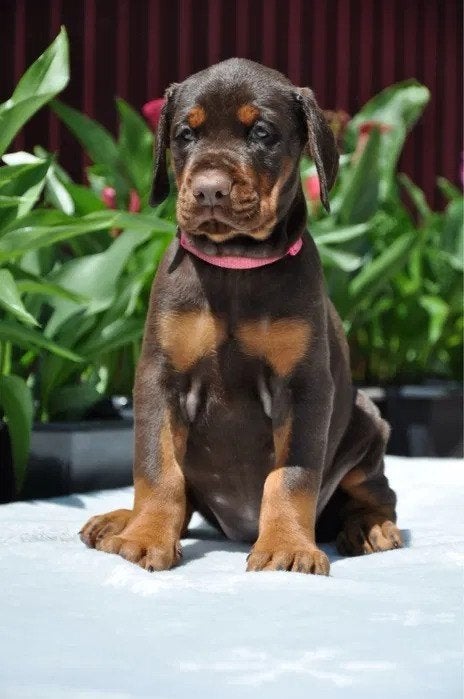 Prachtige Dobermann puppy's klaar voor een nieuw avontuur, Dieren en Toebehoren, 8 tot 15 weken, Groot, Meerdere, Meerdere dieren