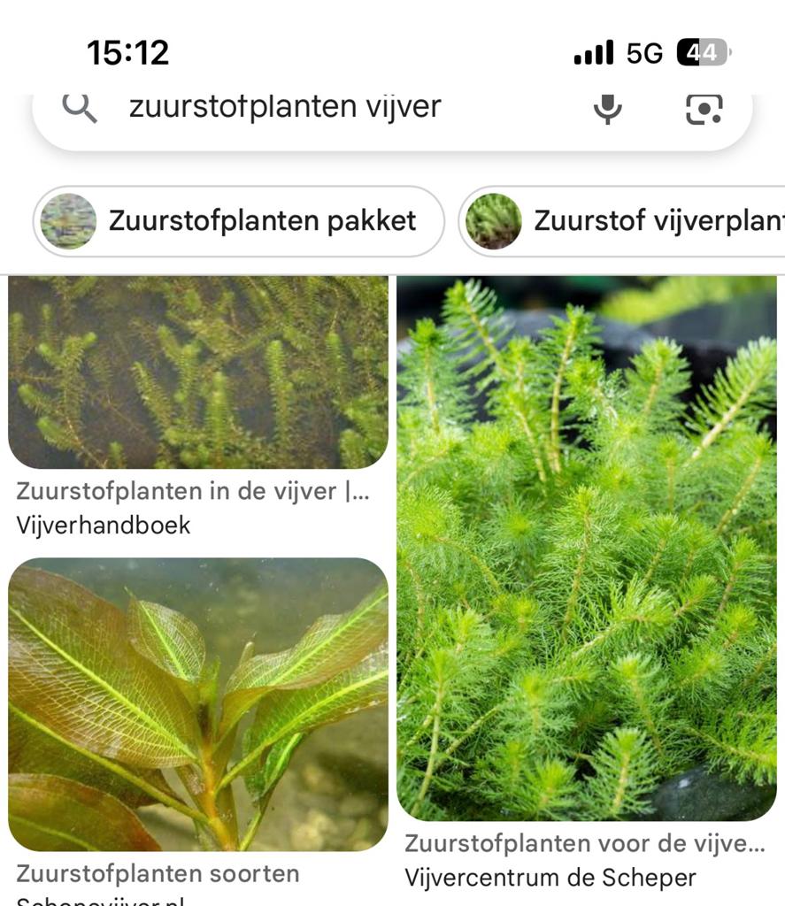 Zuurstofplanten vijver gezocht, Tuin en Terras, Vijvers, Ophalen, Gebruikt