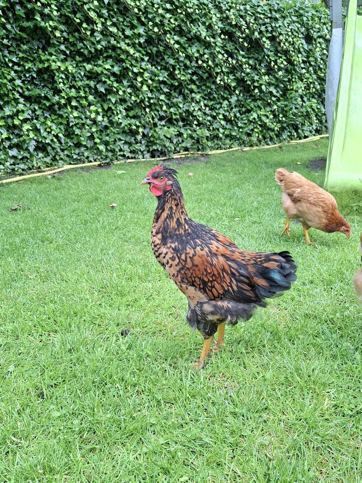Gratis jonge haan, Dieren en Toebehoren, Ophalen, Overige typen