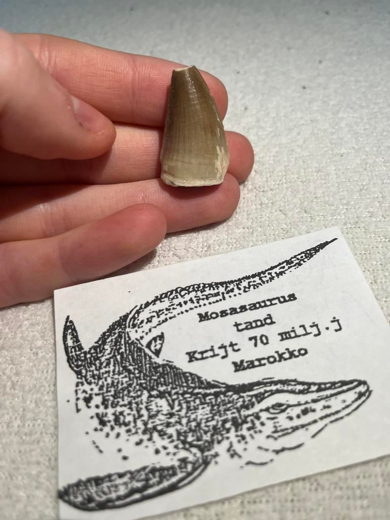 Mosasaurus tand, Verzamelen, Mineralen en Fossielen, Ophalen of Verzenden, Fossiel