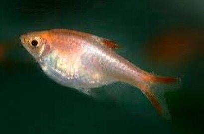 Rasbora Heteromorpha Gold - Kegelvlekje Gold - Koidreams, Vis, Zoetwatervis