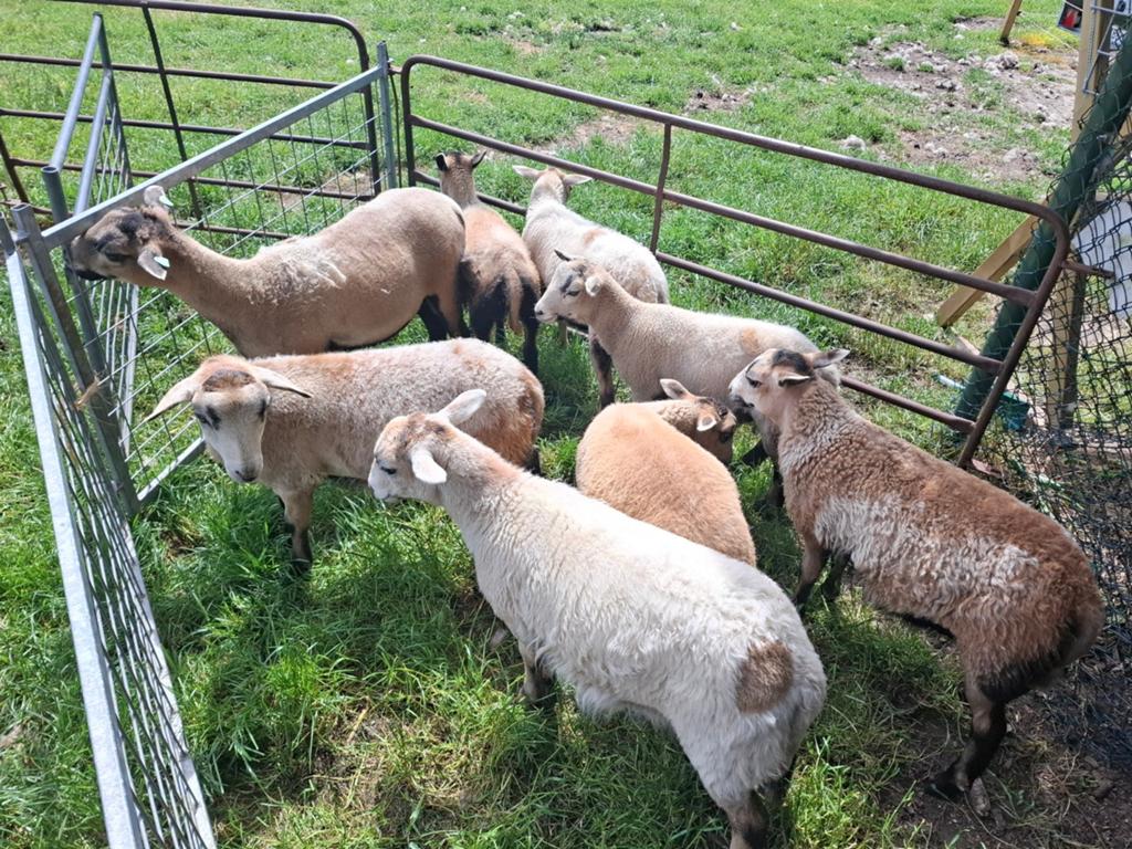 Maasduinen ooilammeren en ramlammeren, Dieren en Toebehoren, Schapen, Geiten en Varkens, Meerdere dieren, Schaap