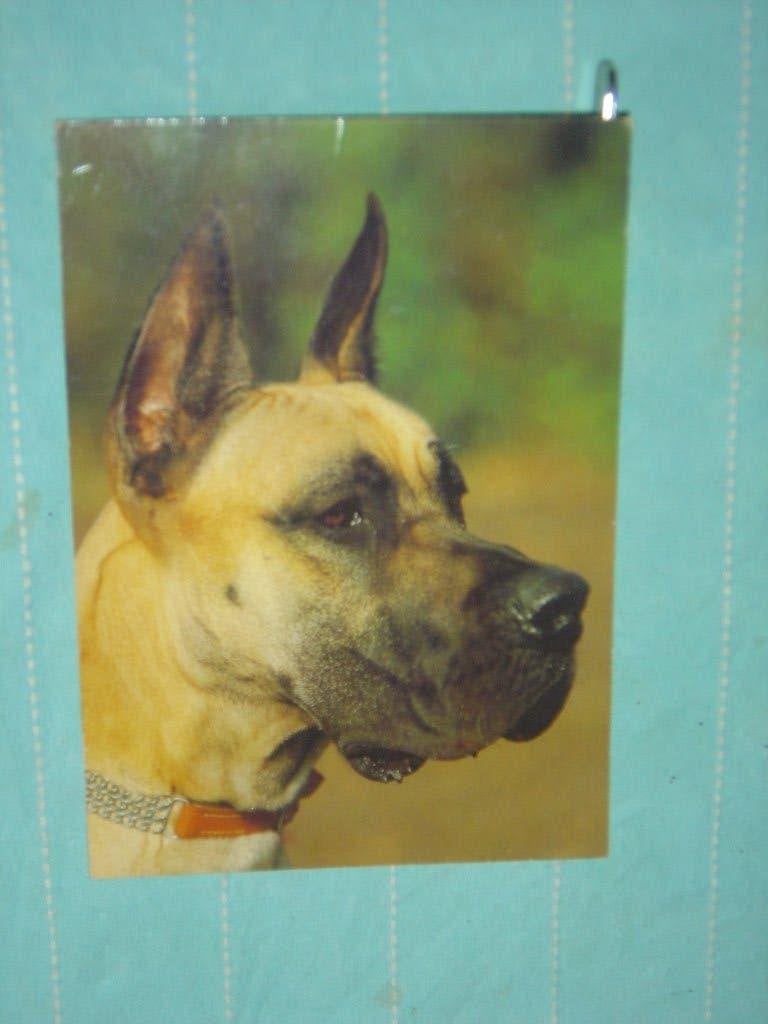 Kleuren ansichtkaart Hond, Ophalen of Verzenden, 1980 tot heden, Ongelopen, Hond of Kat
