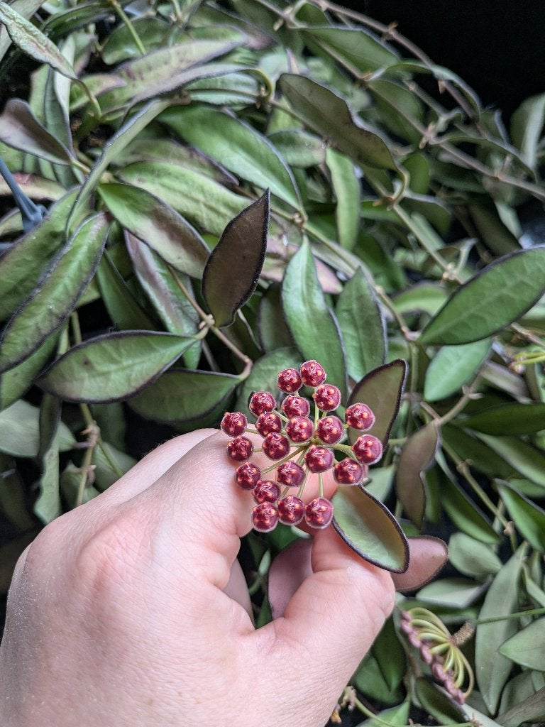 Hoya Rosita stek, Ophalen of Verzenden, Halfschaduw, Minder dan 100 cm