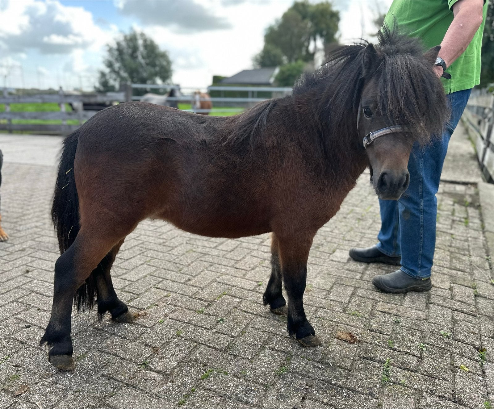 Shetlander te koop, Dieren en Toebehoren, 0 tot 2 jaar, Hengst, A pony (tot 1.17m), Gechipt