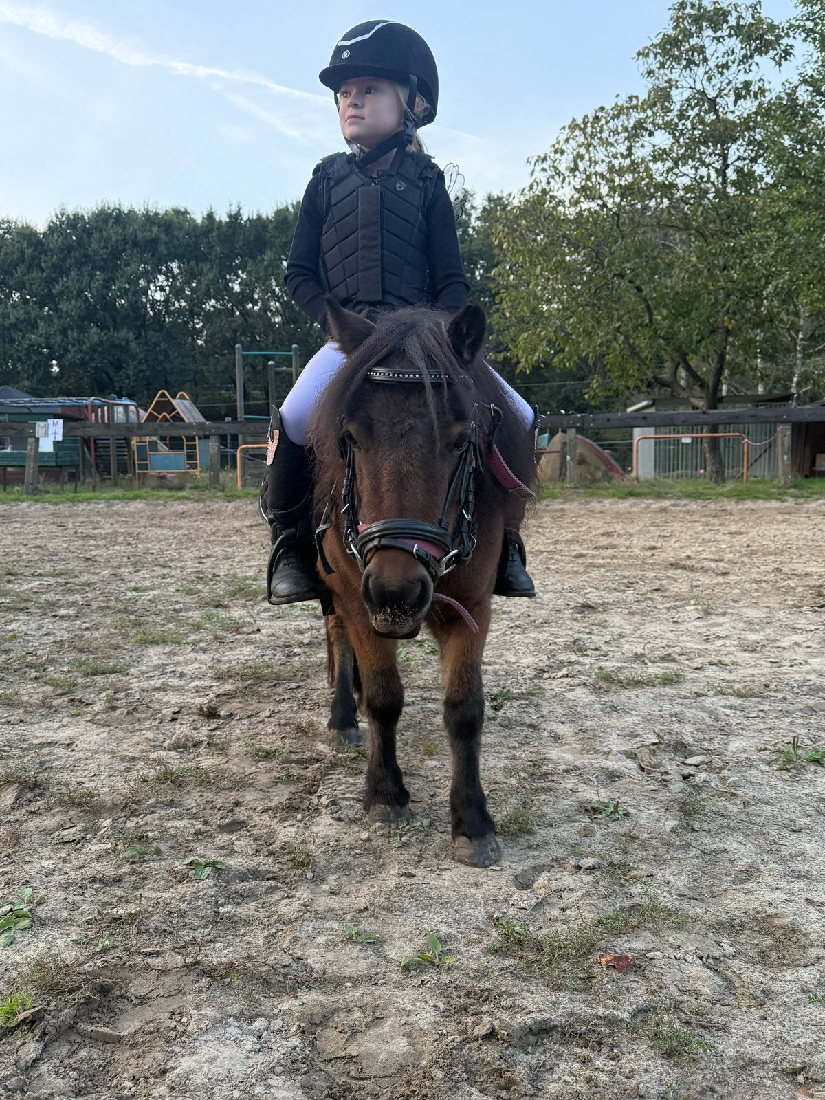 Shetlander merrie, Dieren en Toebehoren, Merrie, A pony (tot 1.17m)