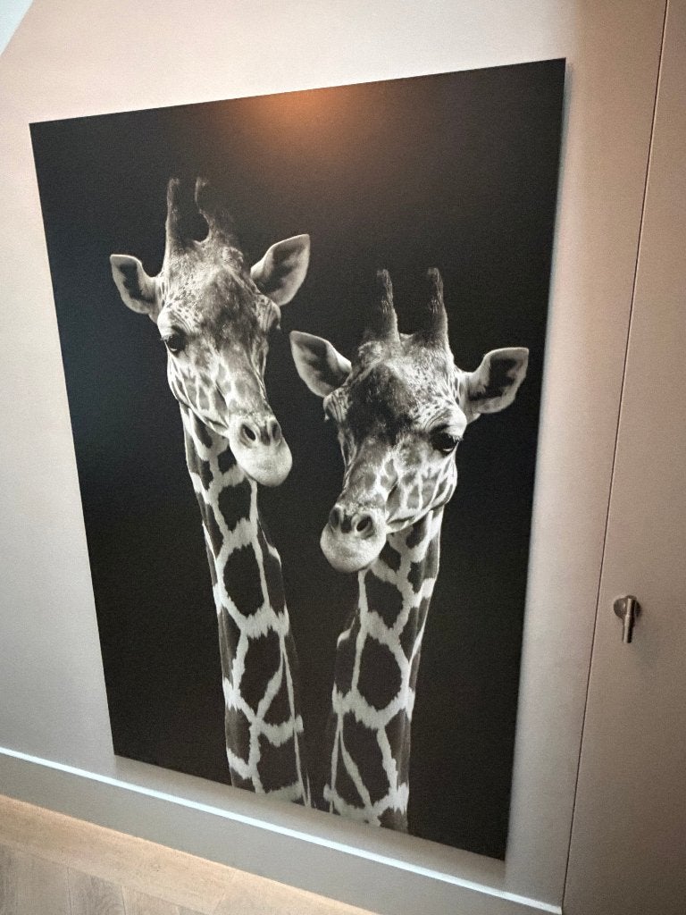 Foto op dibond giraffe 120 x 180, Ophalen, Zo goed als nieuw, 75 tot 100 cm, Foto of Poster