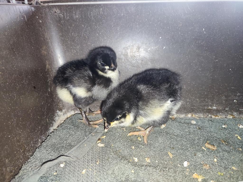 Australorp kuikens - zwart - groot ras, Dieren en Toebehoren, Pluimvee, Kip, Meerdere dieren