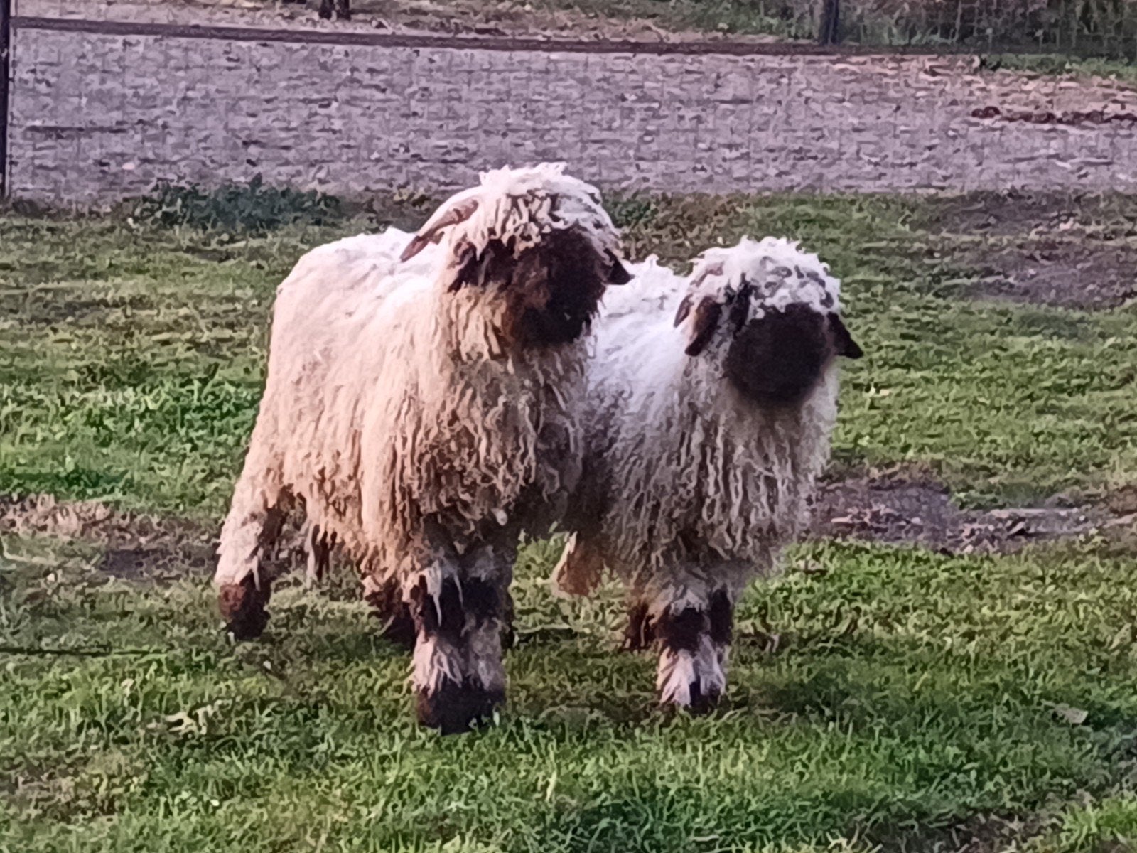 Walliser Schwarznase, Mannelijk, Schaap, 0 tot 2 jaar