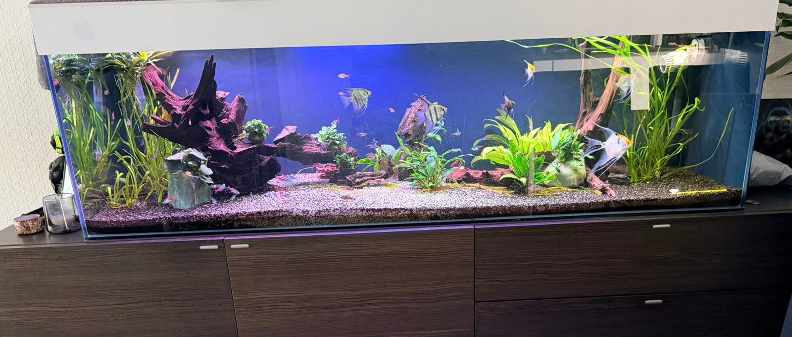 Leeg aquarium 160x50x50, Ophalen, Overige merken, Zo goed als nieuw, Inclusief deksel