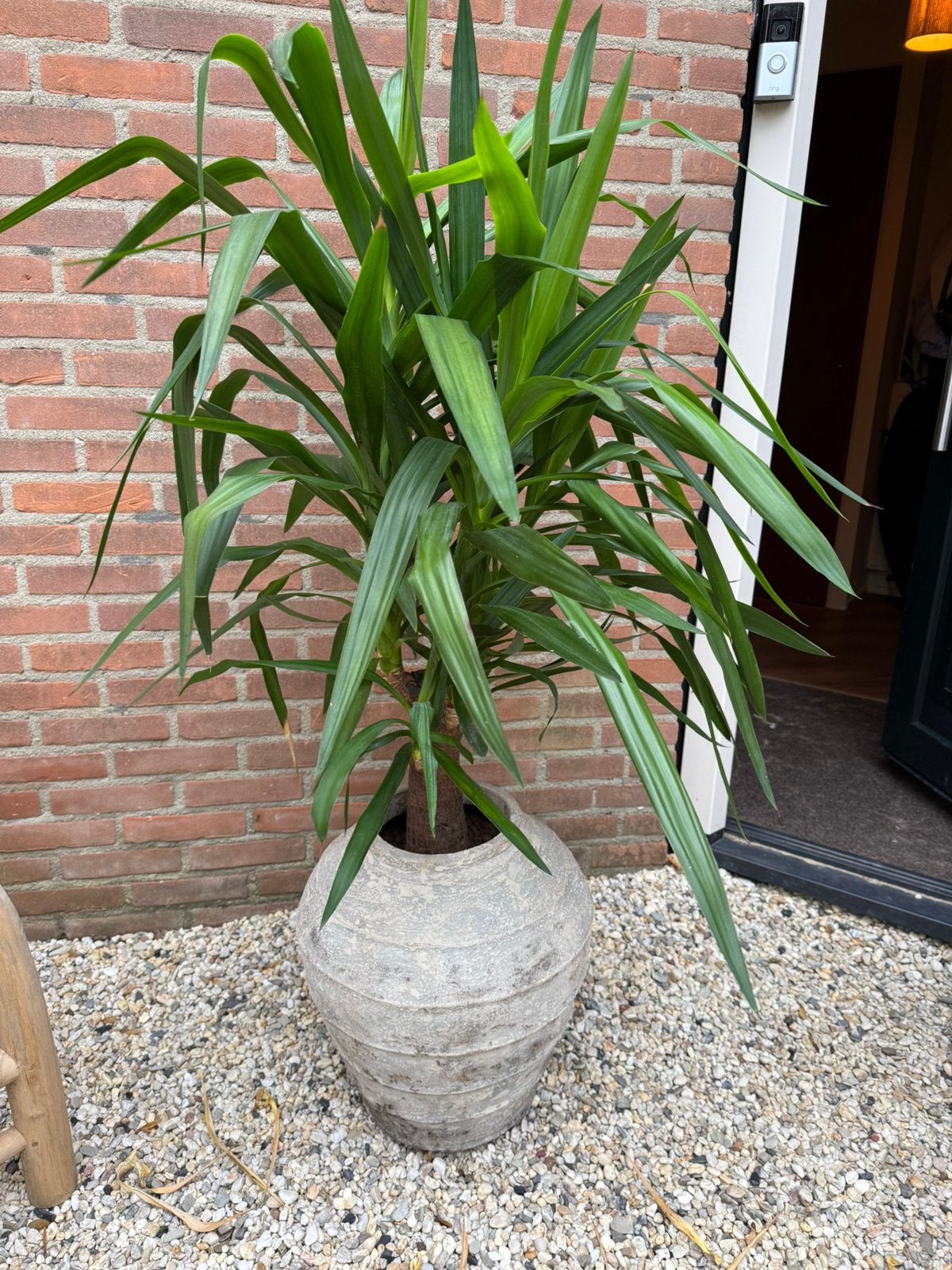 Grote, volle Yucca te koop inclusief sierpot van Loods 5., Ophalen, Overige soorten, Volle zon